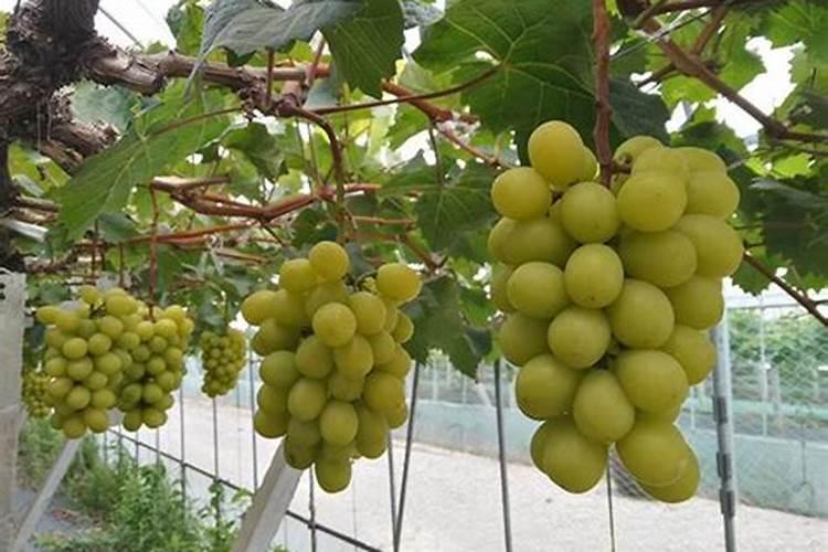 国内比较好水溶肥厂家有哪些