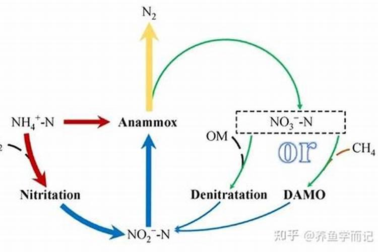 有机氮转化为氨氮原理