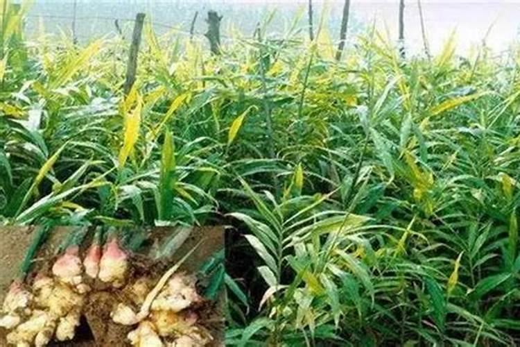 生姜苗期如何管理？生姜苗期施什么肥好？