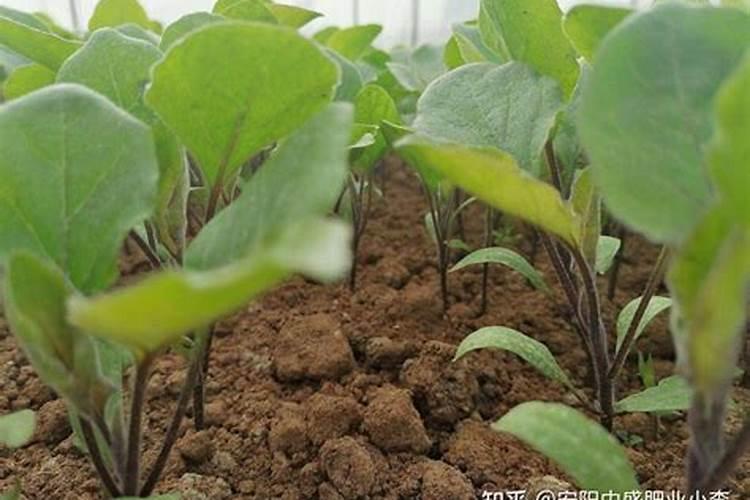 茄子种植什么时候好？叶面肥防病用什么好