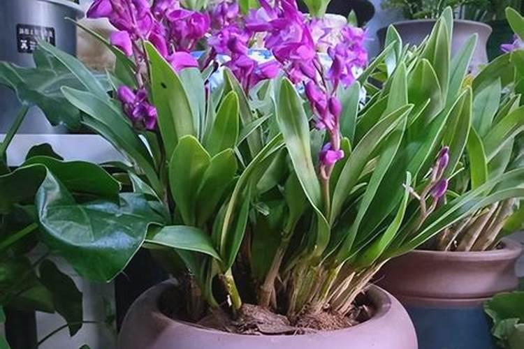 石斛兰如何施肥