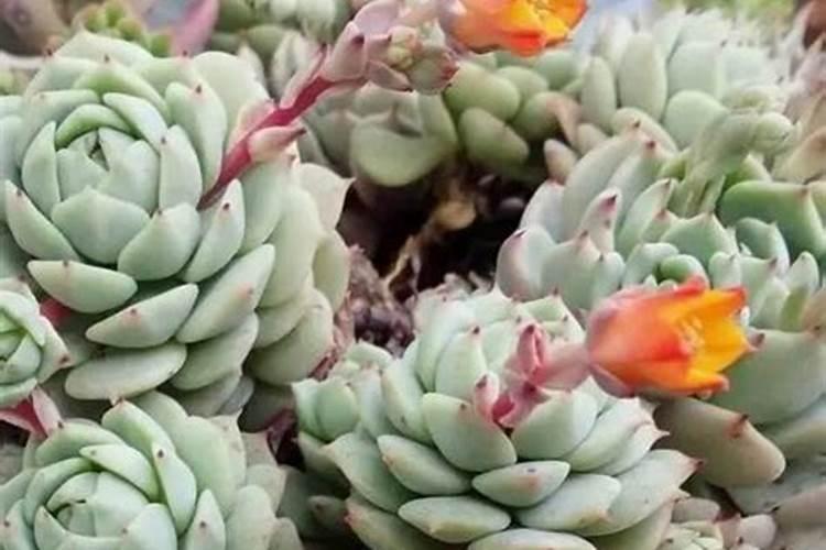 多肉可以施肥吗 多肉如何施肥