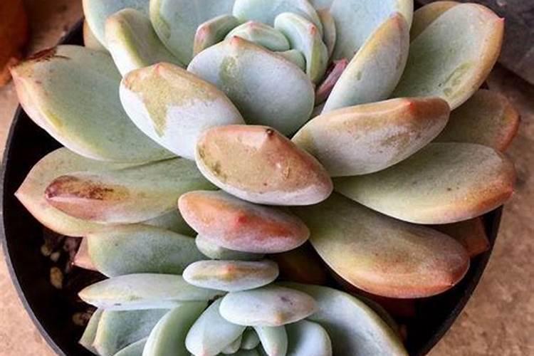 多肉施肥的最佳时间是什么时候 施肥的方法有哪些