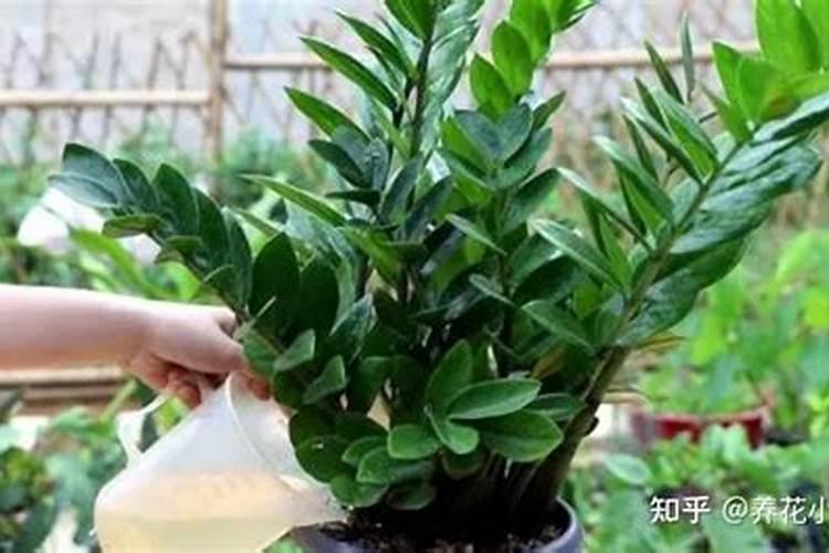 果树生根促根用什么效果最好？