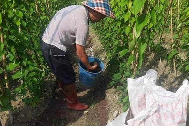 山药中后期怎样追肥