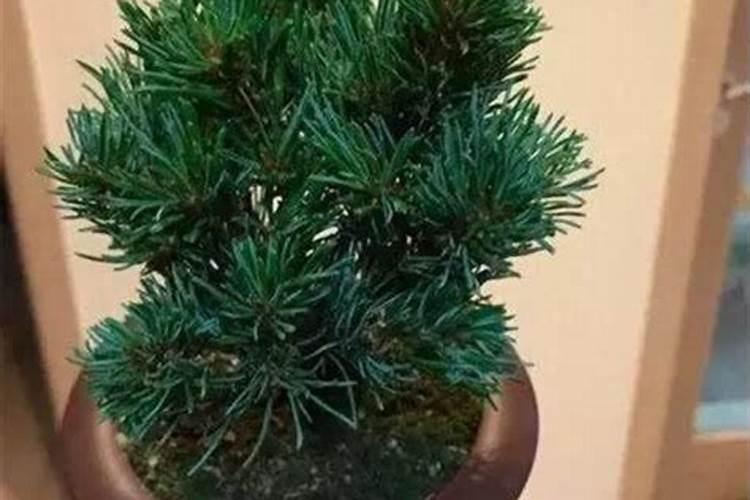 五针松叶子发黄怎么挽救