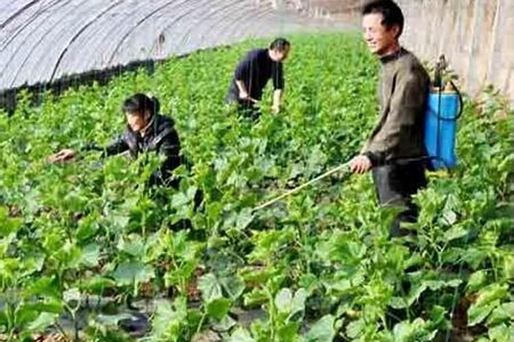 硼肥什么时候施肥最好