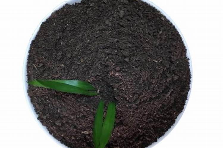 绣球花喜欢肥料吗？你喜欢用什么肥料？