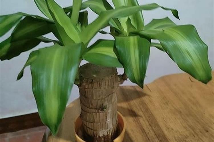 水培巴西木用什么肥料