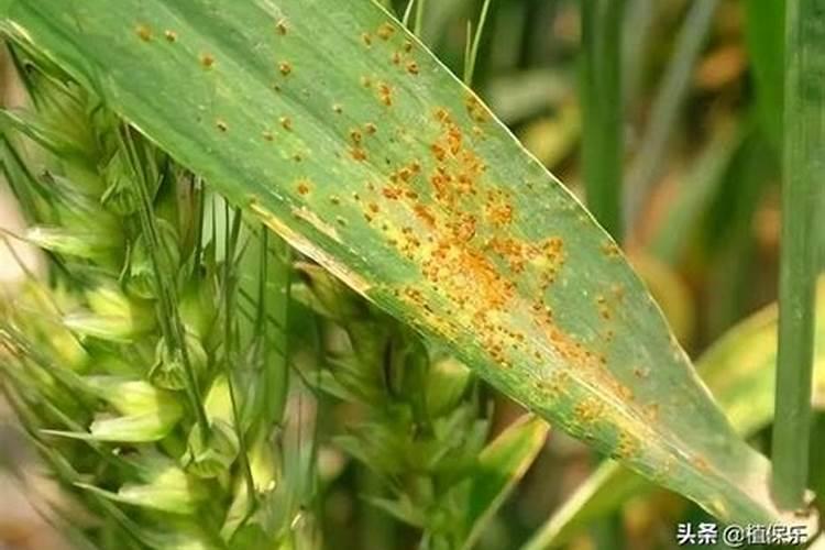 颗粒水溶肥料的使用方法有哪些？