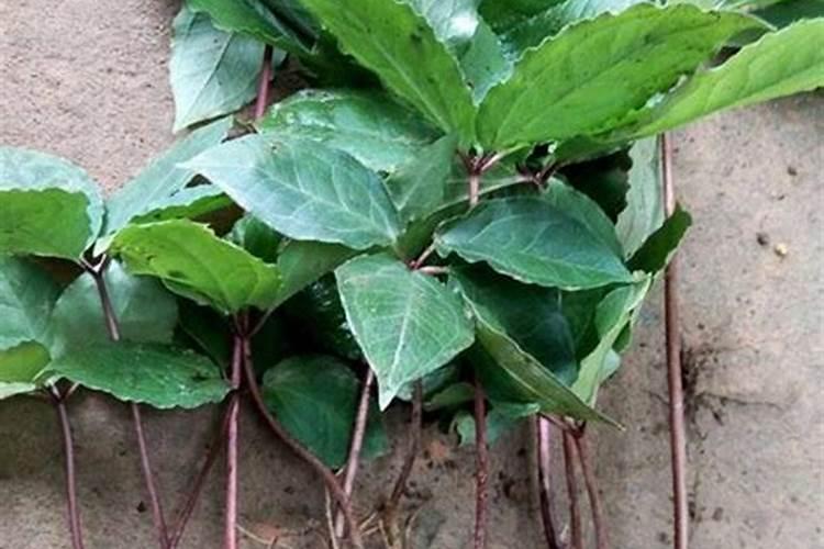 种植重楼用什么肥料长得快