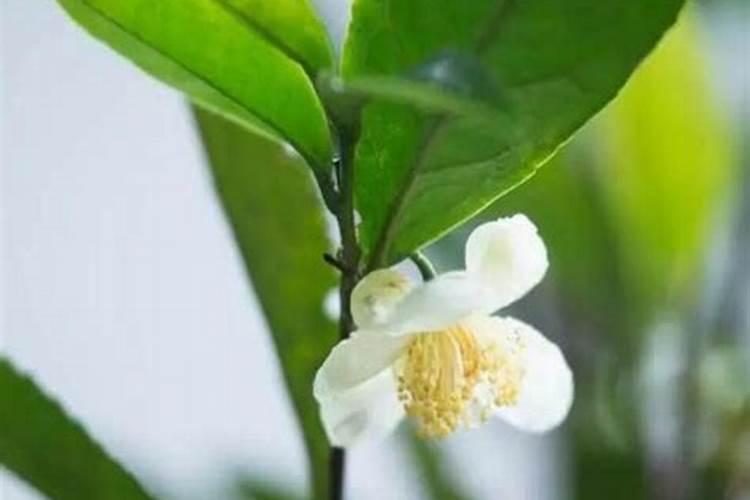 茶花开完花后需要施肥吗(开花前花苞露红施什么肥好)