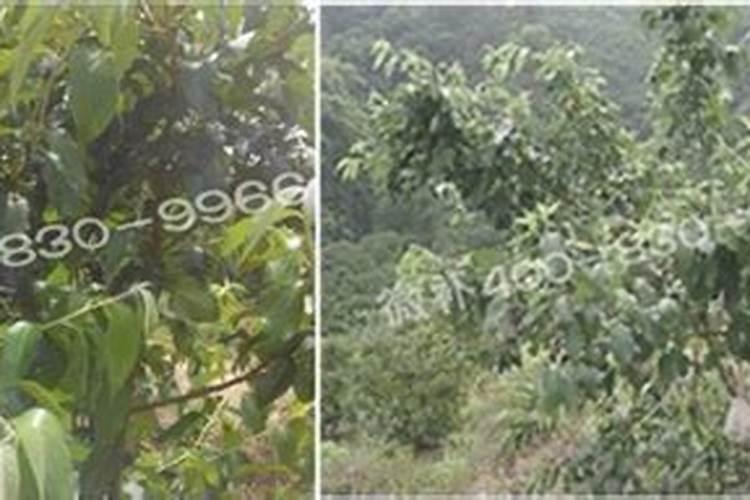 桂花需要什么样的肥料？