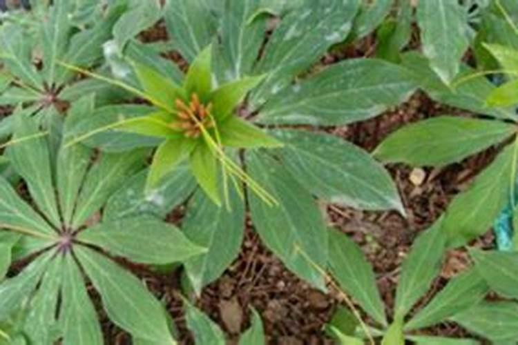 种植重楼用什么肥料长得快