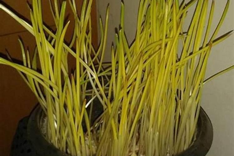 蒜黄的种植方法