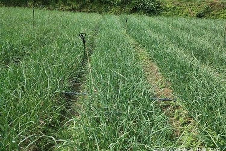 猕猴桃用什么肥料果实更甜 如何合理施肥