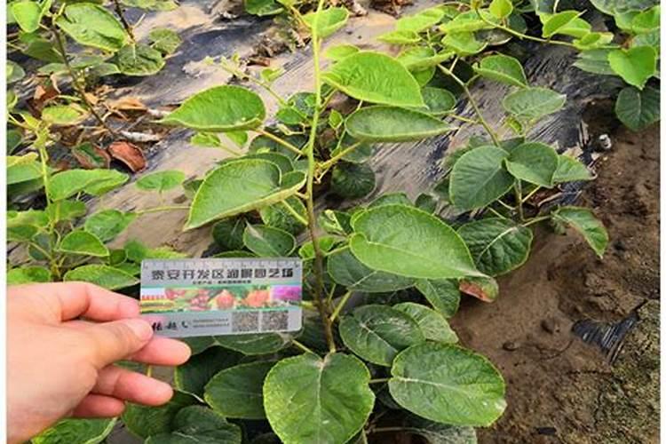 海棠树病虫害防治技术与方法措施