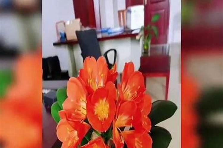 君子兰冬天可以施肥吗