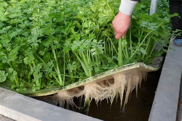 水培植物怎么施肥,掌握这几点选肥的原则,不黄叶不烂根长得快？