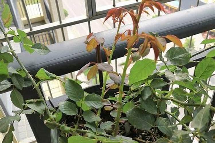 月季第一波花苞要剪吗 月季花花期如何施肥