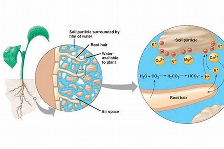望秋巴斯夫叶面肥效果怎么样