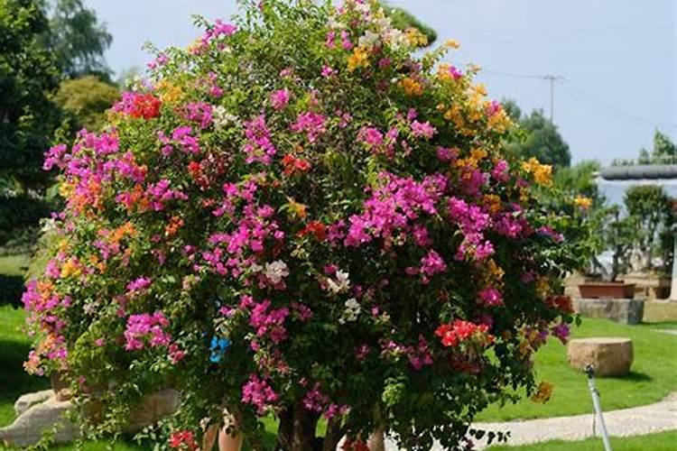 花生地的肥料多了 怎么办？