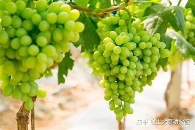 各位老师好,大蒜能用云苔素内酯
