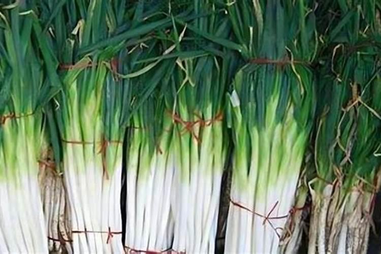 油菜杂交制种技术