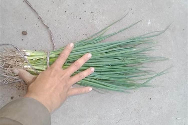 绿萝可以用复合肥吗