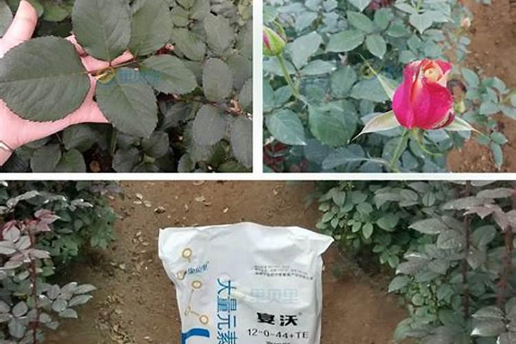 云南玫瑰花种植增产施肥技术