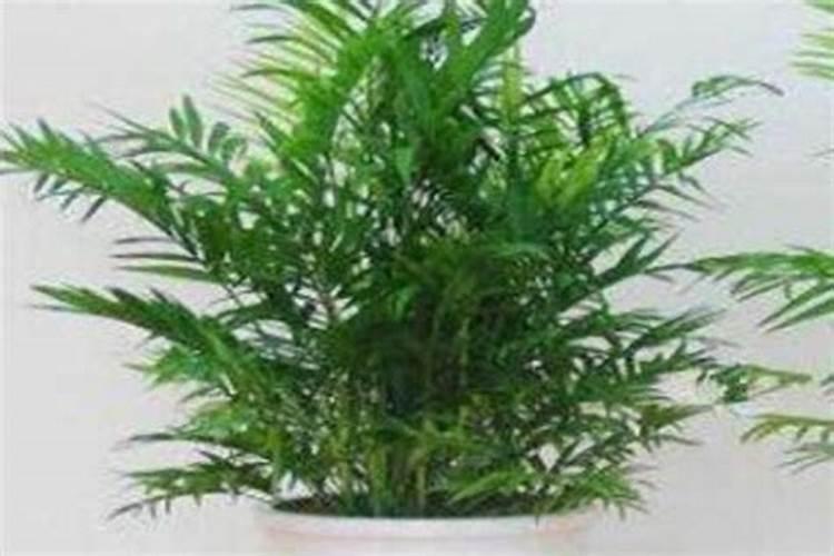 夏威夷竹子怎么养才能更旺盛