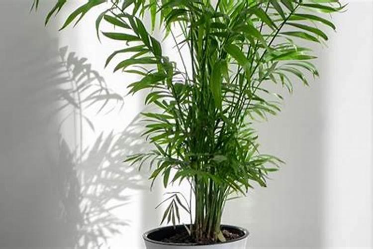 夏威夷竹子怎么养才能更旺盛