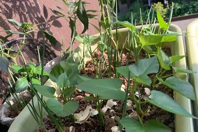 夏威夷竹子的养殖方法和注意事项有哪些