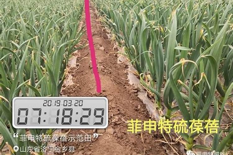 大蒜反清水上什么肥料？