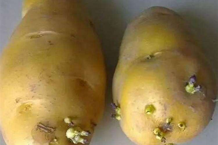 土豆皮可以当肥料吗？