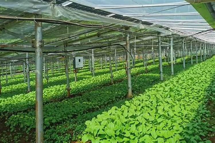 水溶肥如何使用效果更好