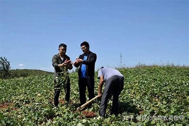 杏树几月施肥师什么肥最好