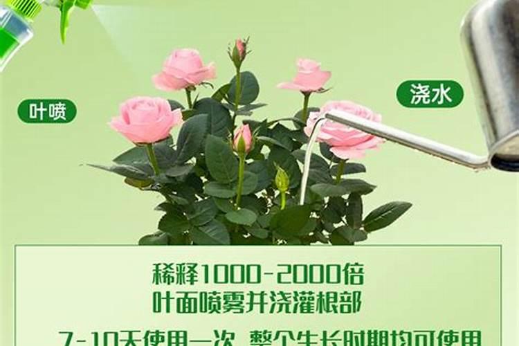 铁树用什么肥料最好