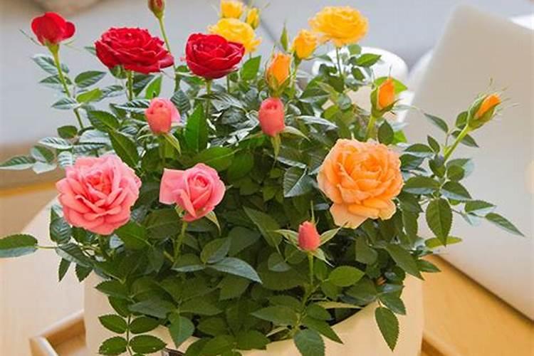 磷肥浇花一次用多少