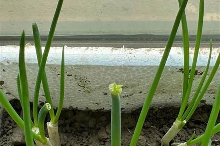 种小葱用什么肥料最好