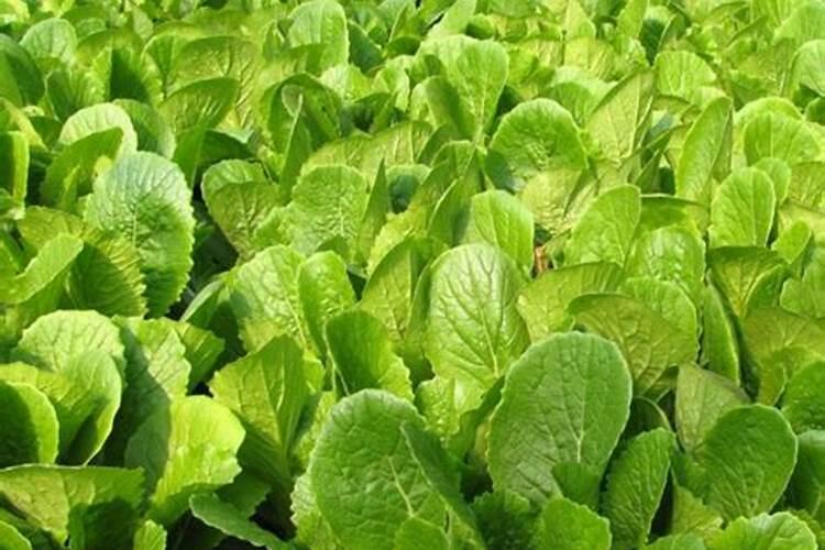 种菜前如何施底肥