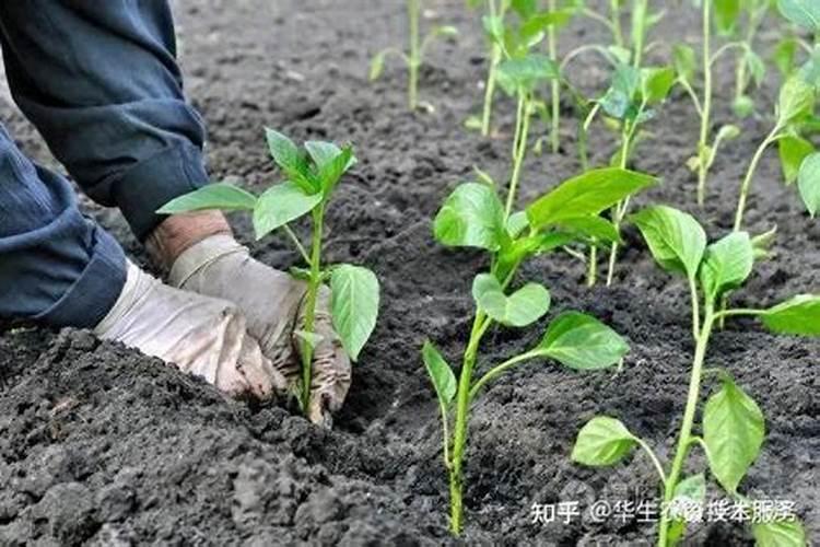 多肉多久施肥一次