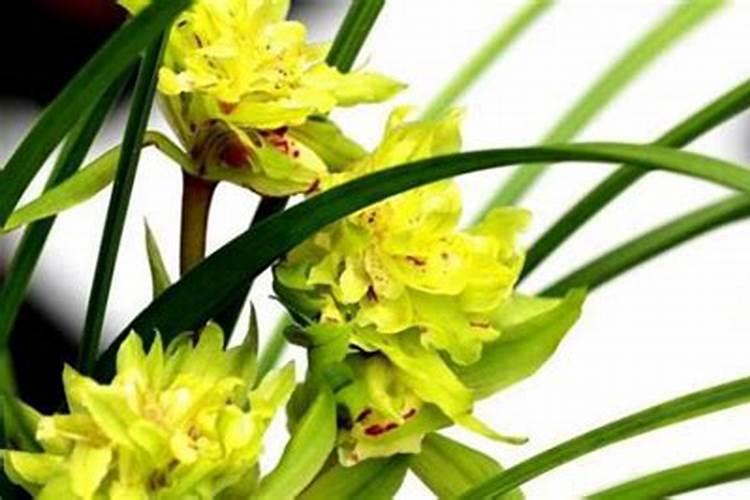 氨基酸可以浇花吗可以兑水浇花吗？
