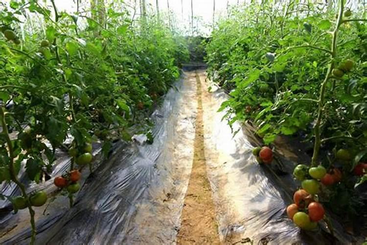 中药名称以青开头的有这么药