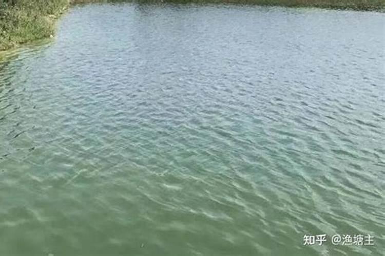 肥水膏能让水变清澈吗