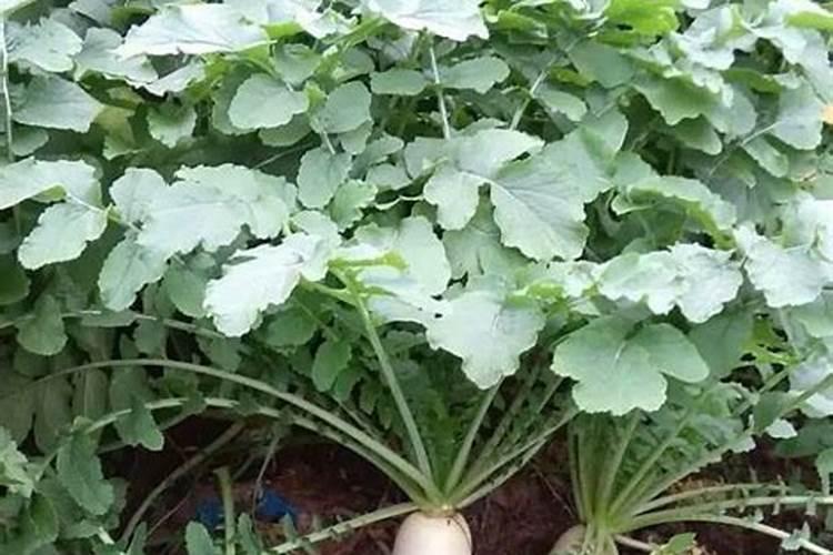 白萝卜可以撒草木灰吗