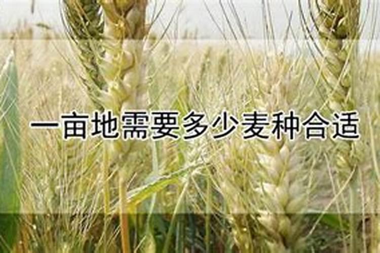 莴苣用什么肥料变高变粗 附莴苣的种植方法