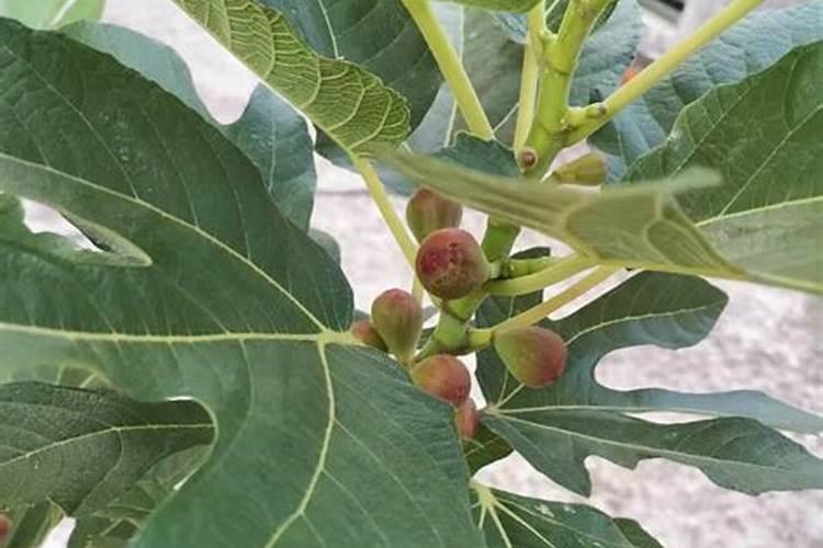 无花果结果期间施什么肥 无花果结果时要施什么肥