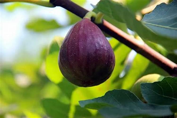 土豆开花后施什么肥料能提高产量