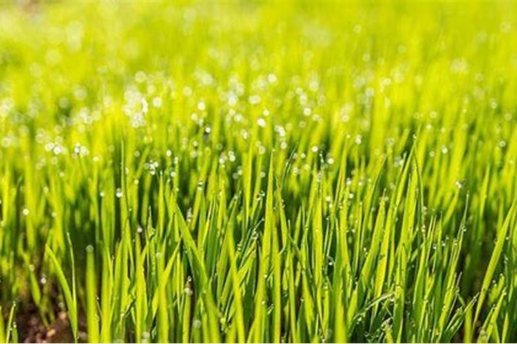 种植草坪前施啥肥肥料